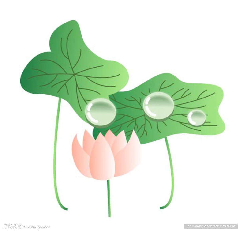 露水荷花