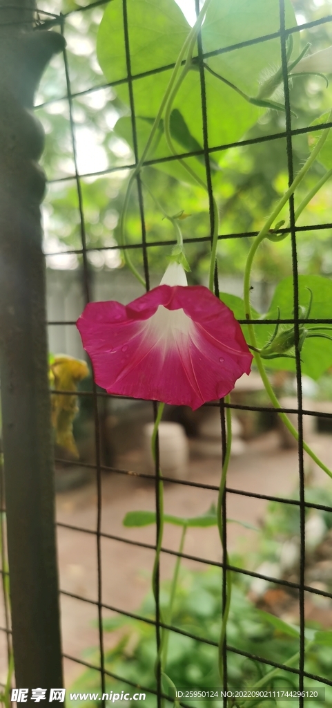 牵牛花