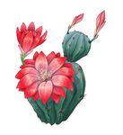 仙人掌开花
