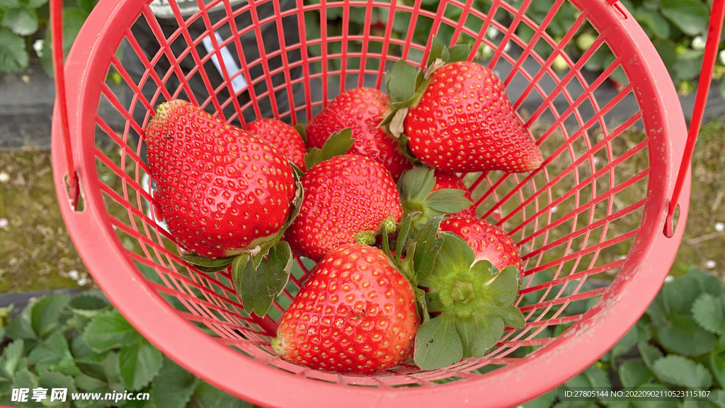 篮子中的草莓