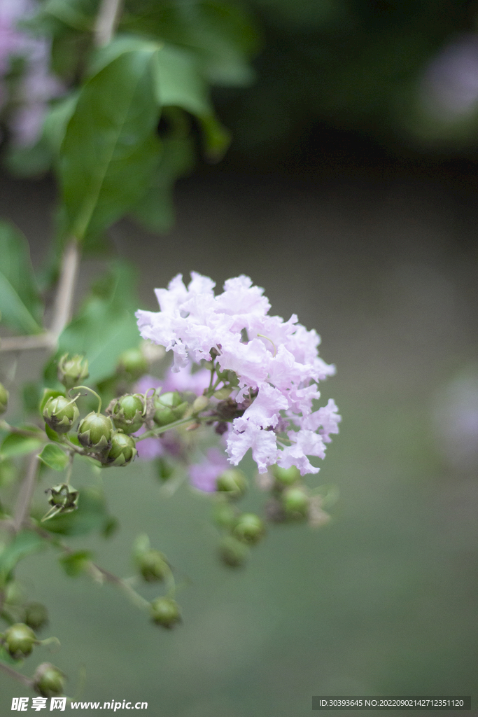 紫薇花