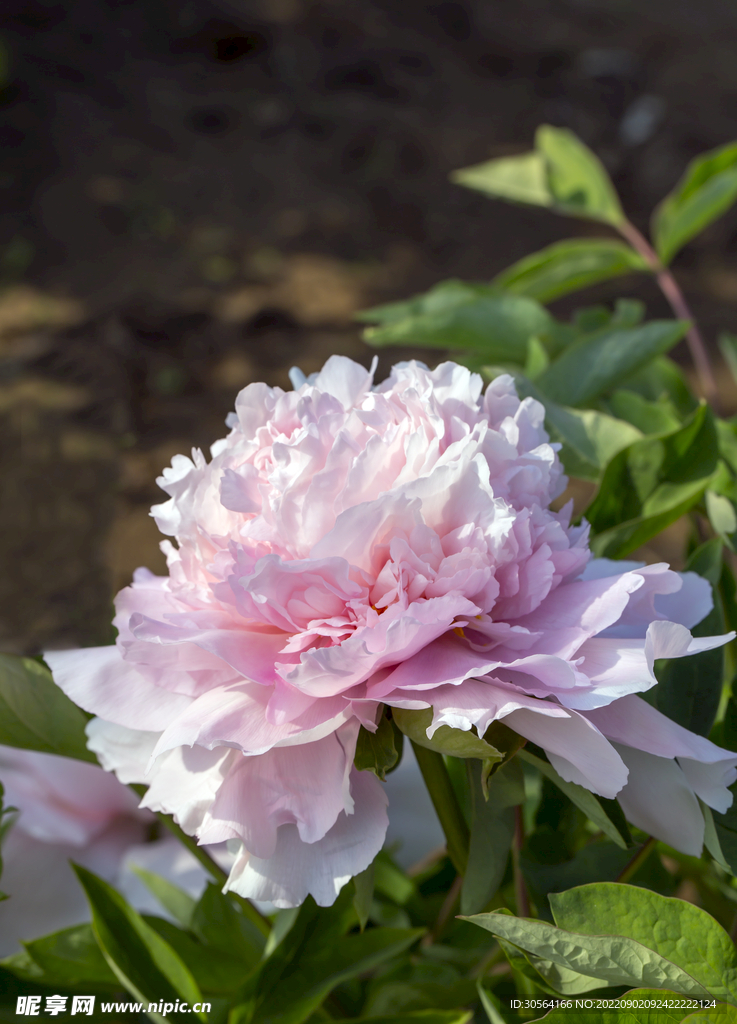 粉色月季花