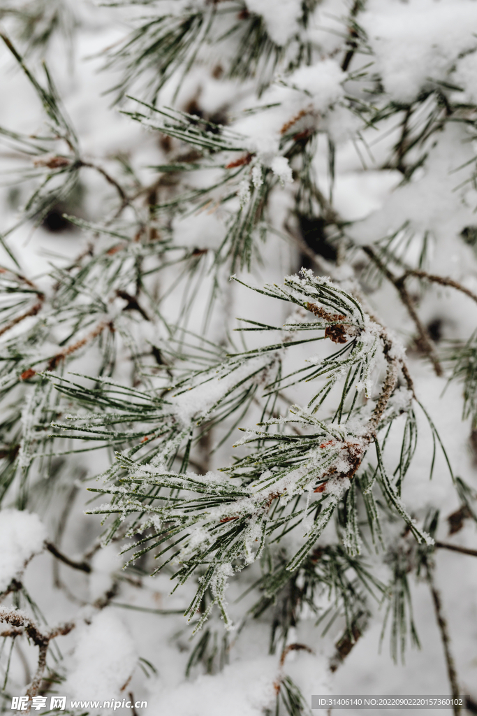 雪景图片