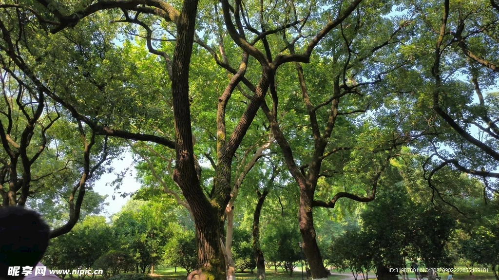 自然风光 绿树