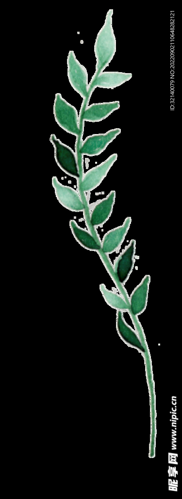 水彩植物