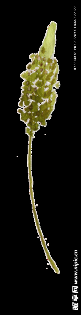 水彩植物