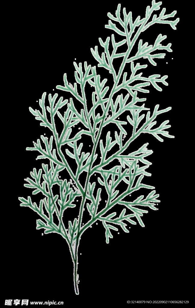 水彩植物