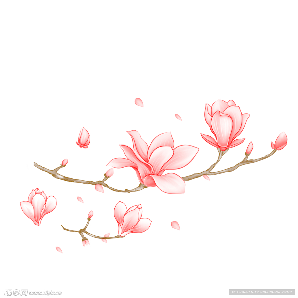 玉兰
