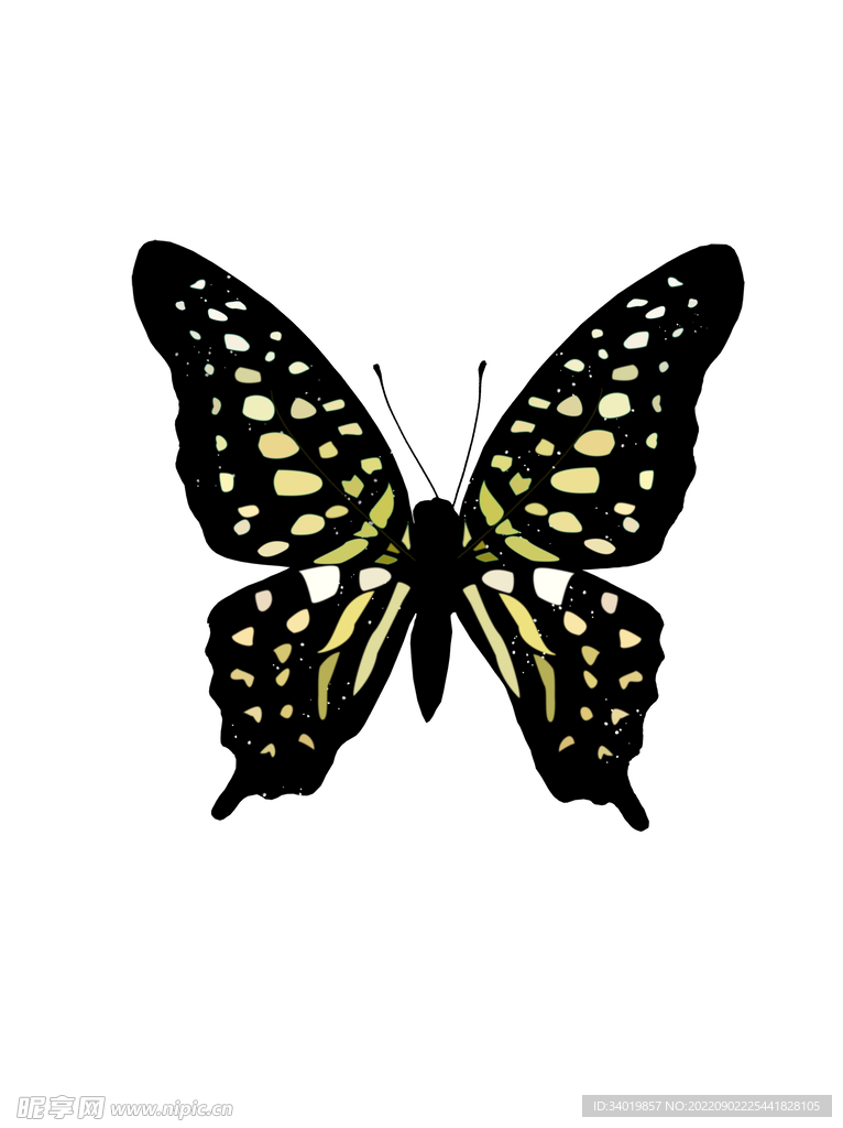 彩色蝴蝶自然生物黑色蝴蝶