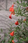 石榴花