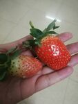 草莓