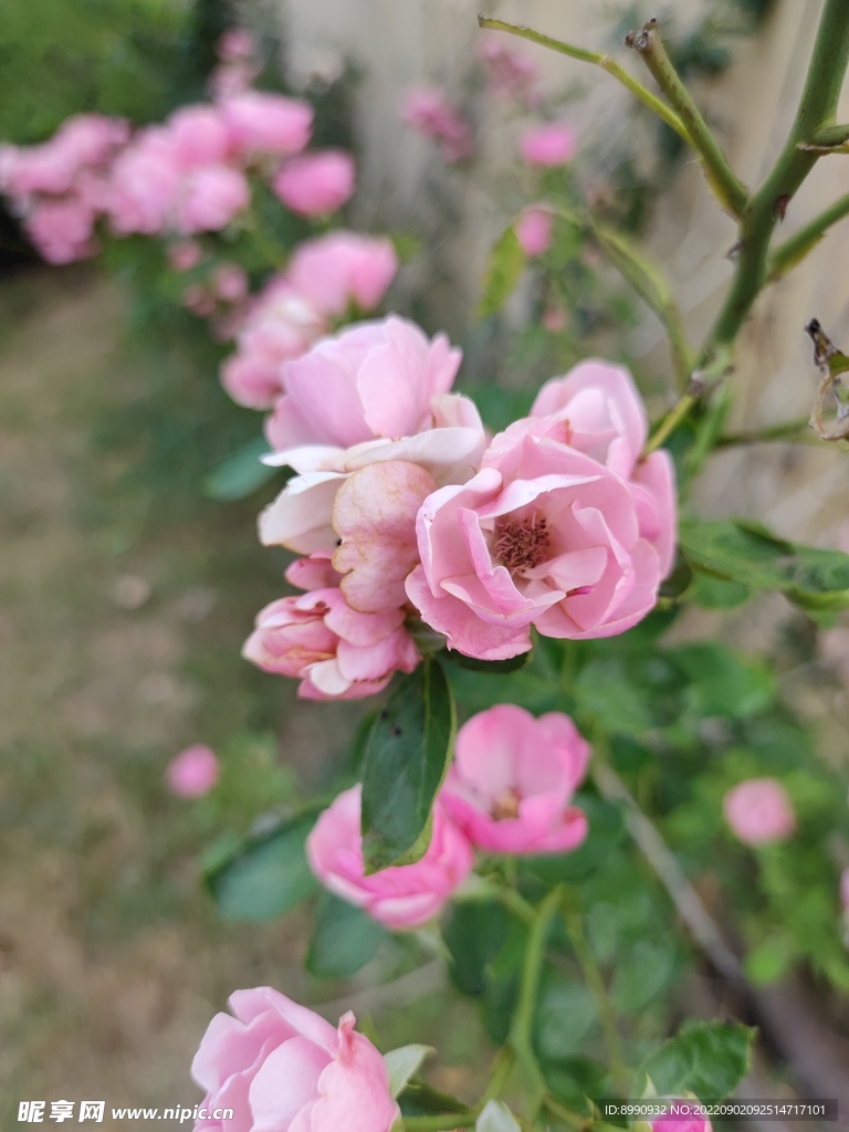 月季花