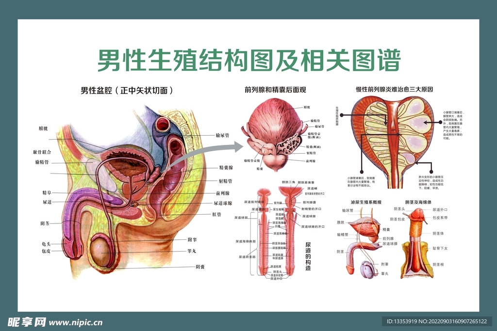 男性精品生殖解剖图