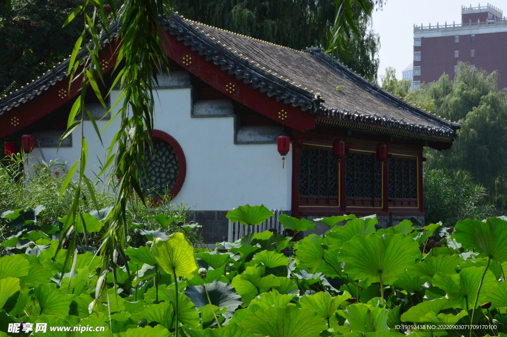 荷塘风景 