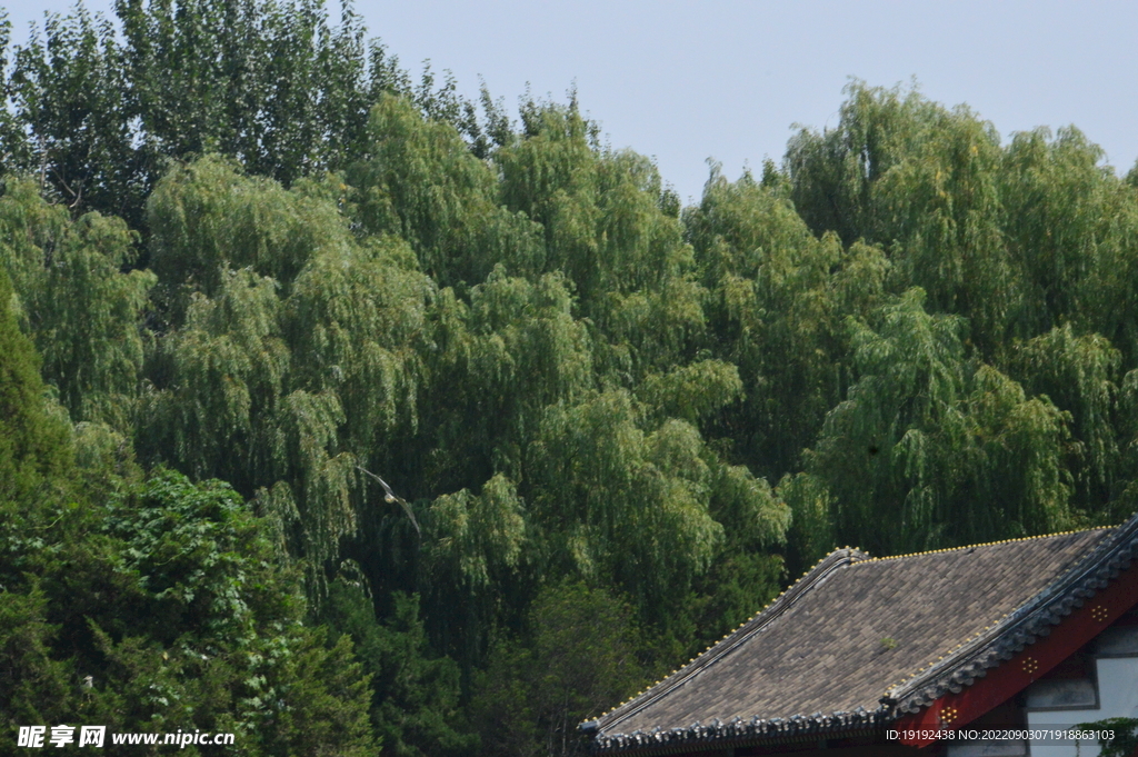 公园风景