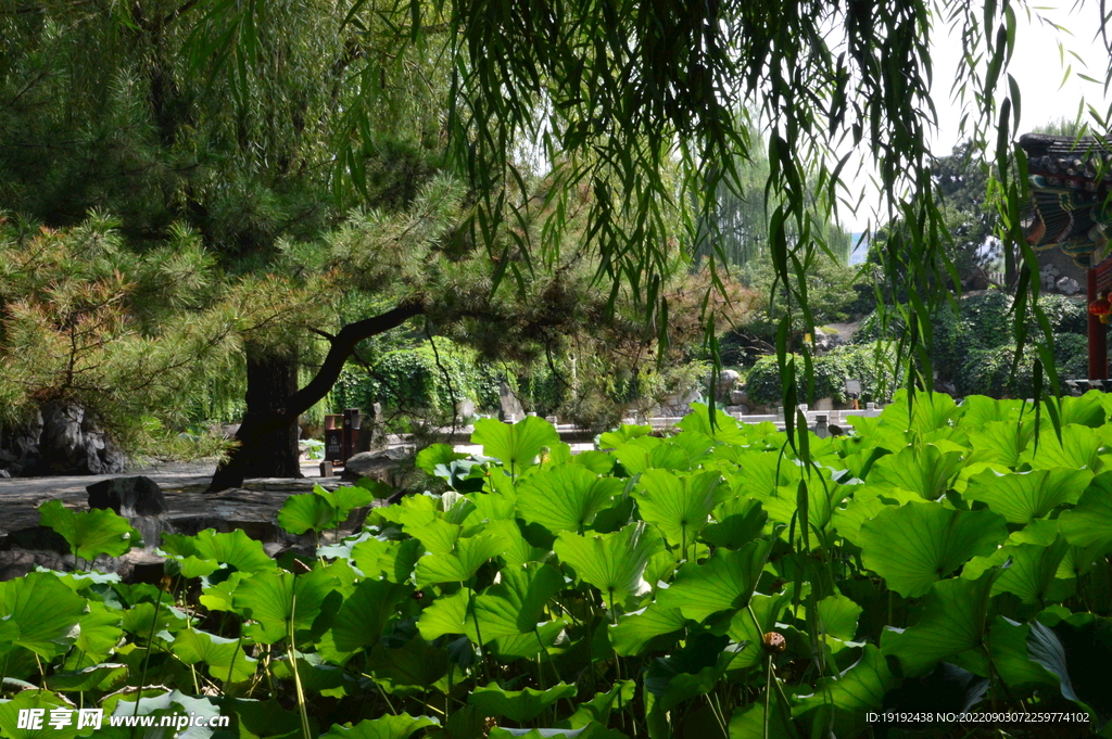 荷塘风景