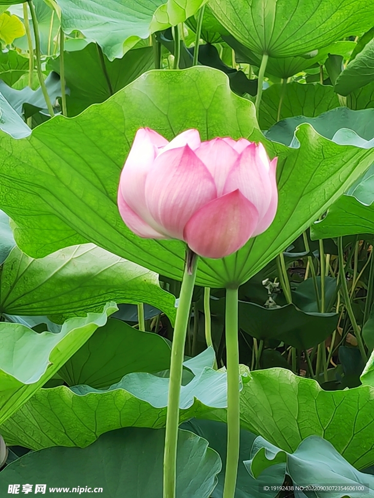 荷叶荷花