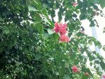 叶子花