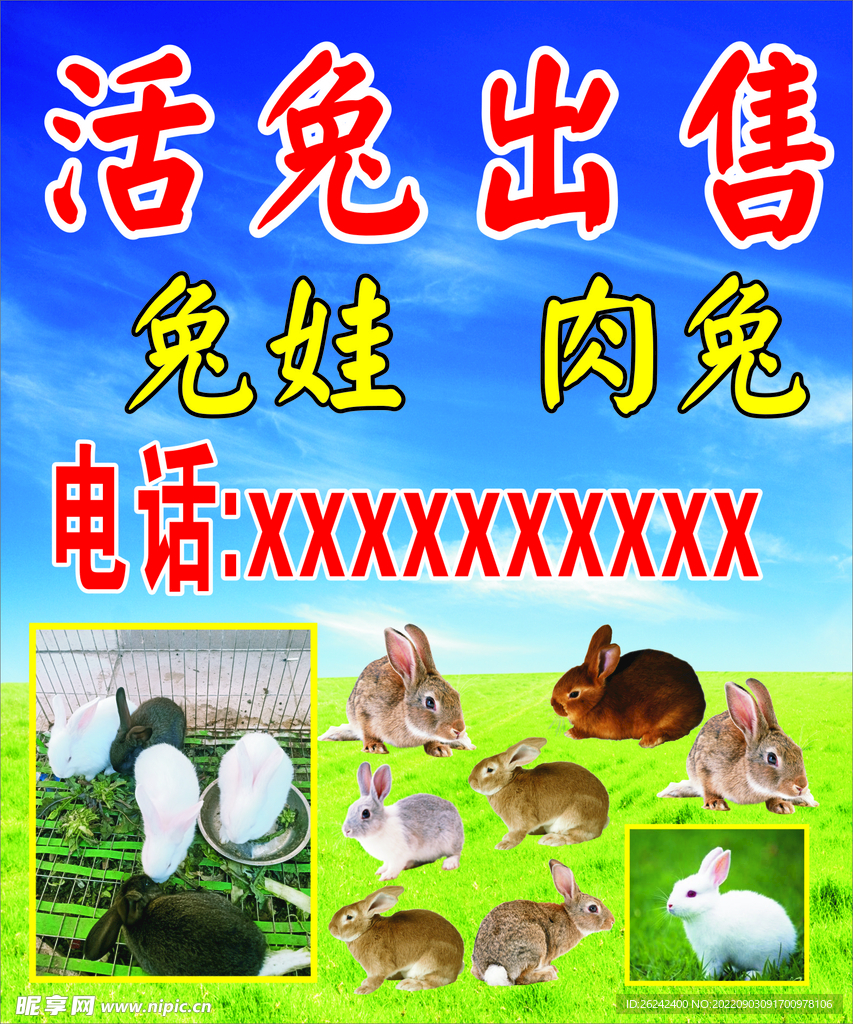 出售兔子 兔子图