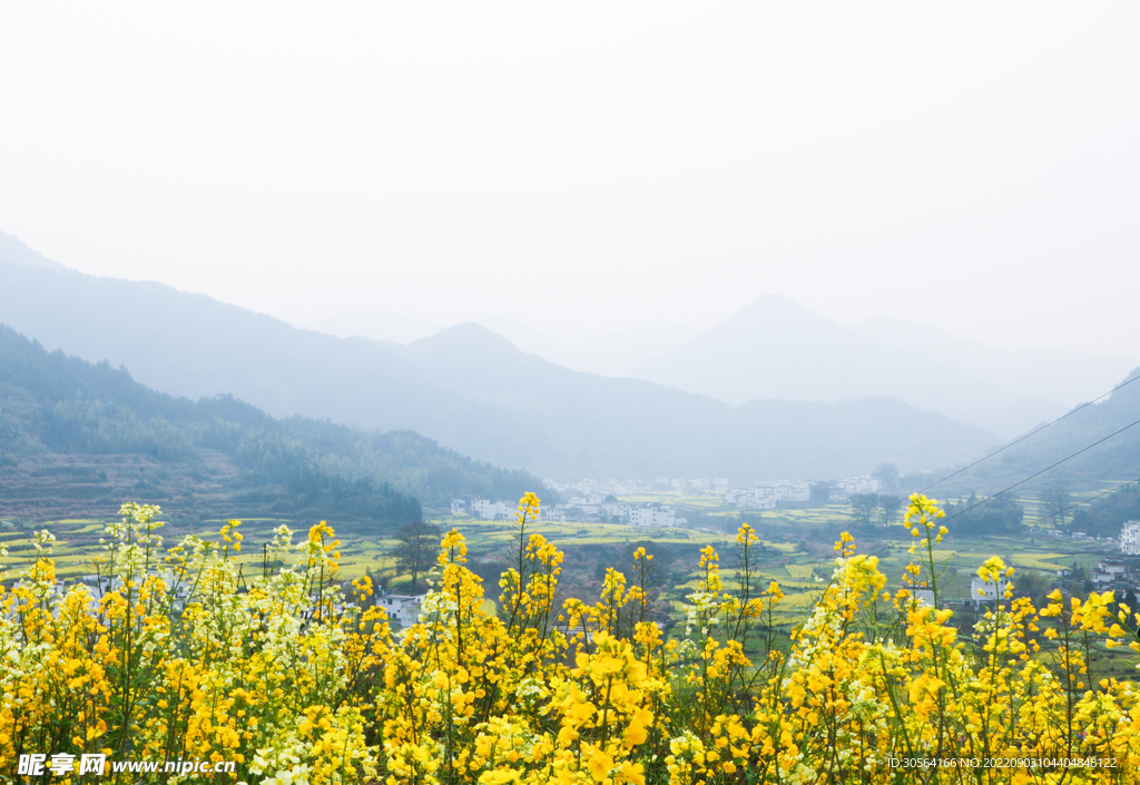 油菜花