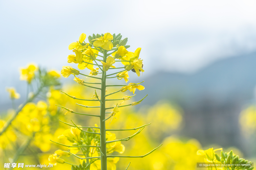 油菜花