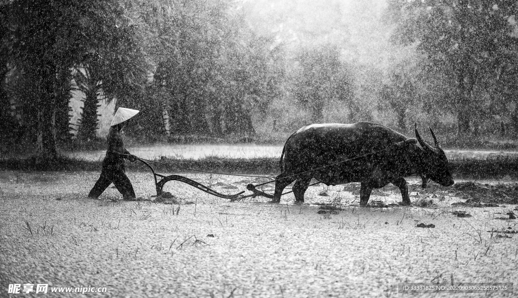 水稻