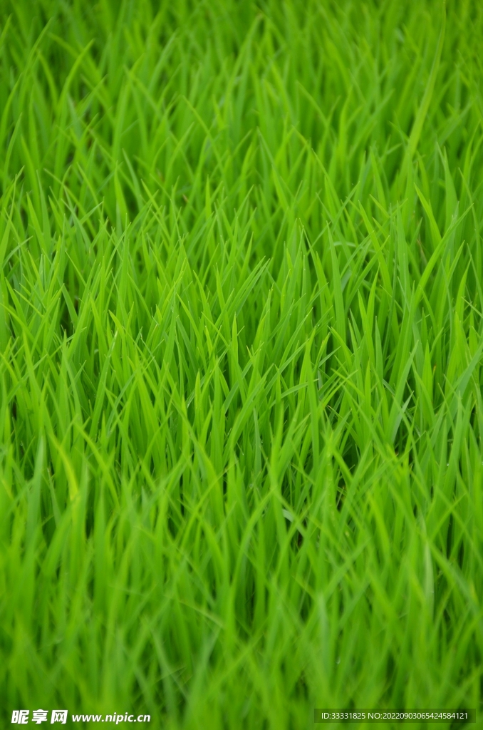 水稻