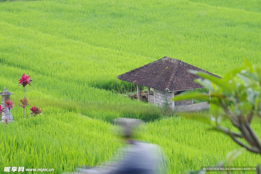 水稻