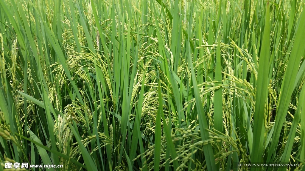 水稻