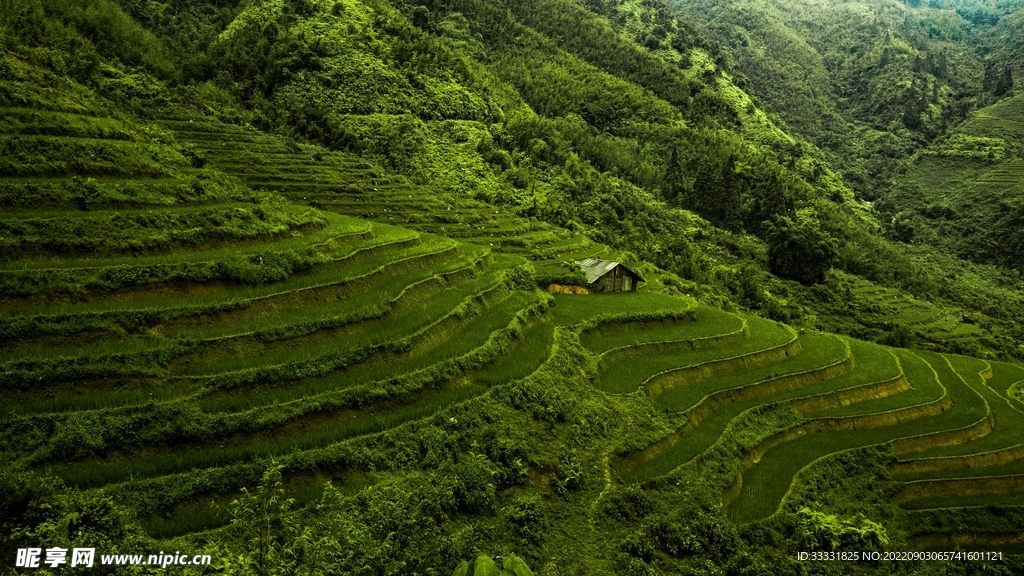水稻