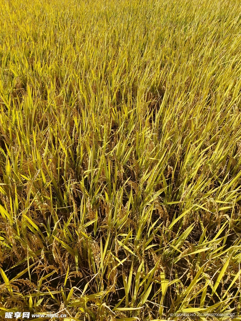 水稻