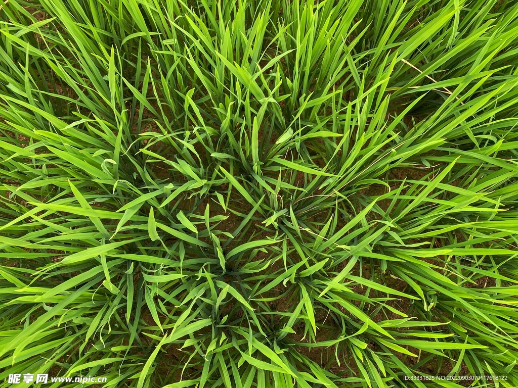 水稻