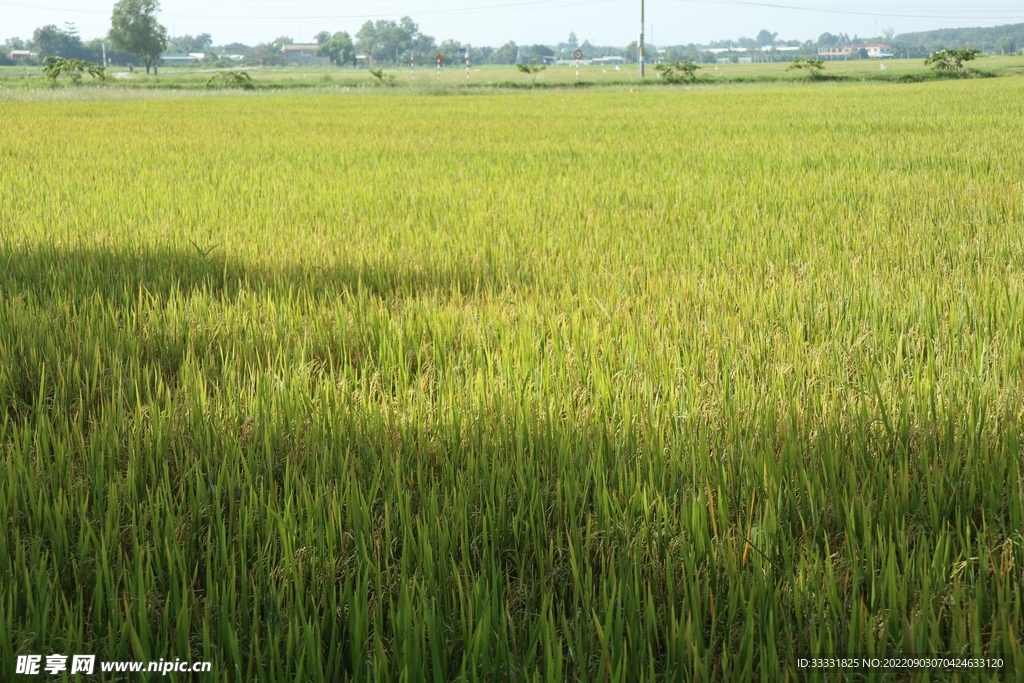 水稻