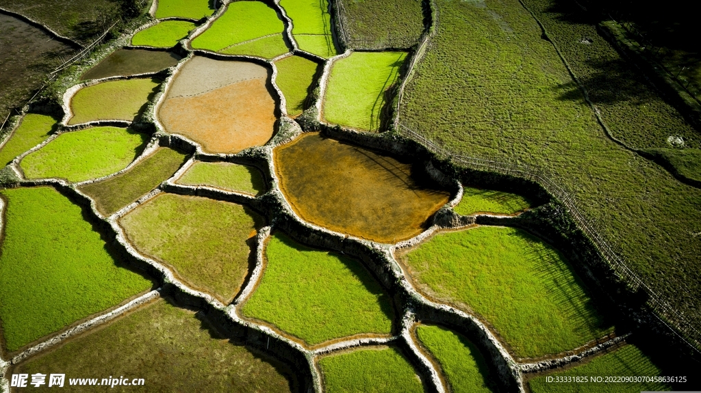 水稻