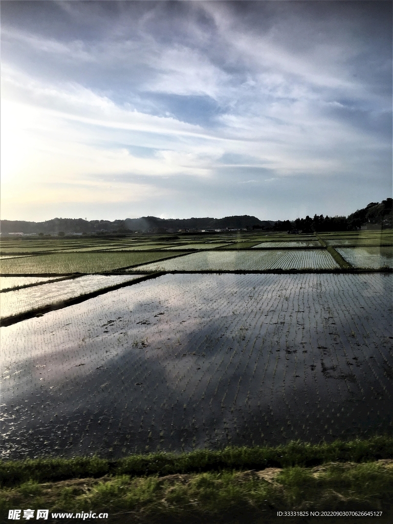 水稻