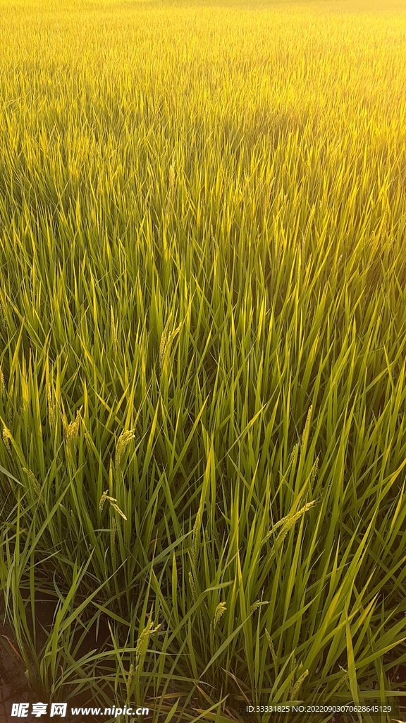 水稻
