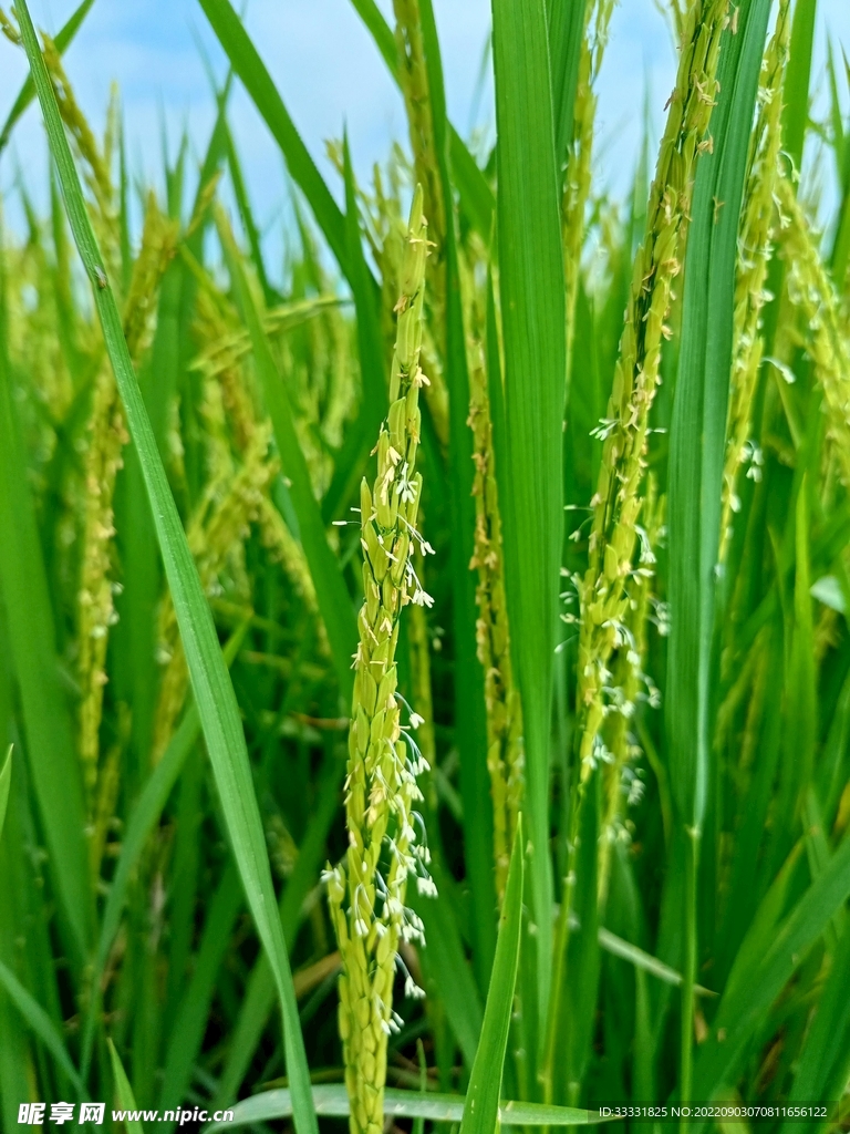 水稻