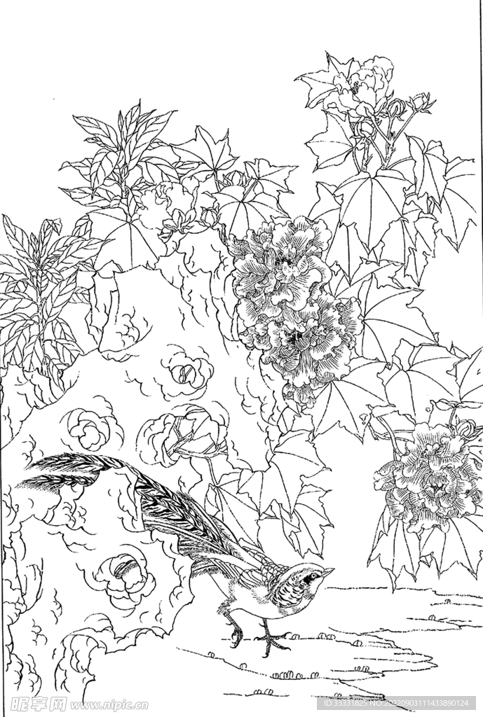 白描花卉