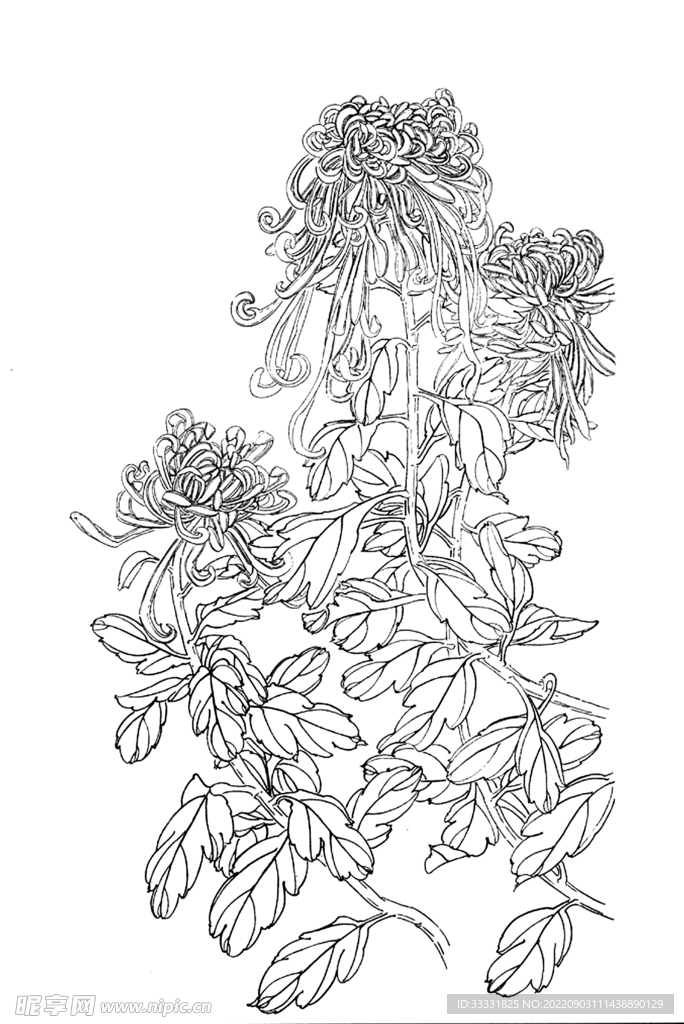 白描花卉