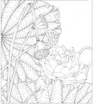 白描花卉