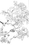 白描花卉