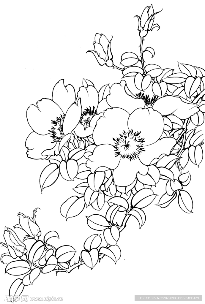 白描花卉