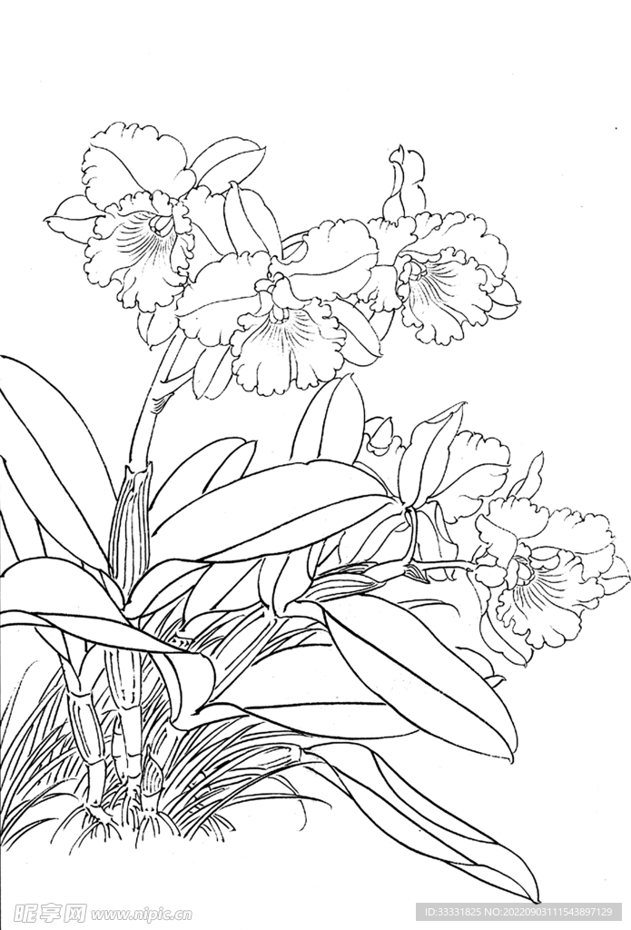 白描花卉
