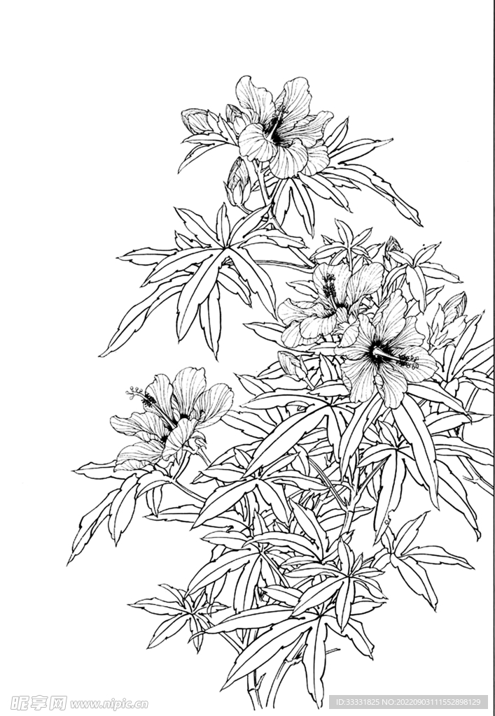 白描花卉