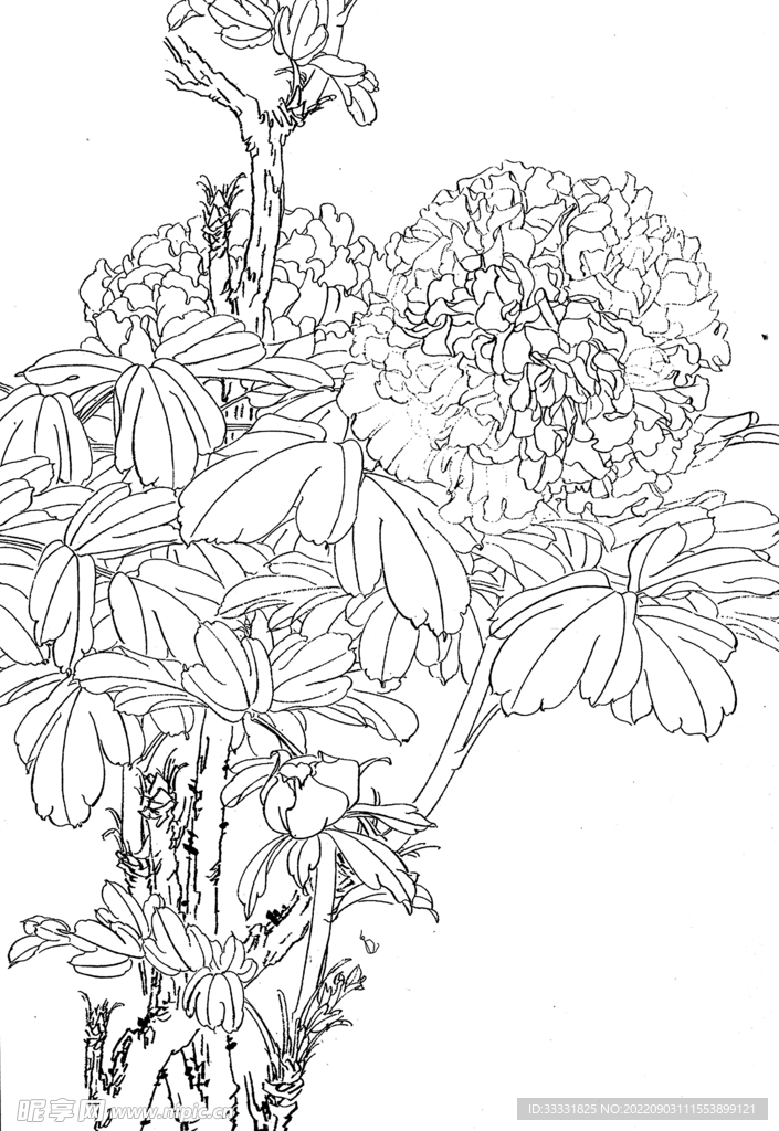 白描花卉