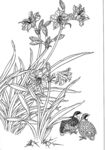 白描花卉