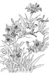 白描花卉
