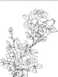 白描花卉