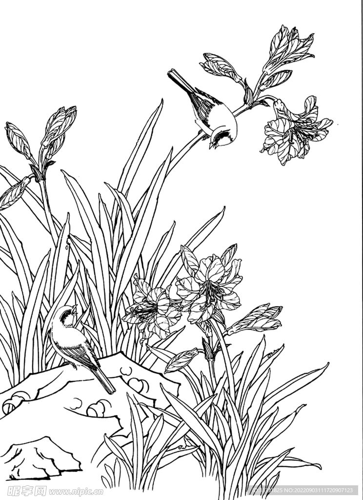 白描花卉