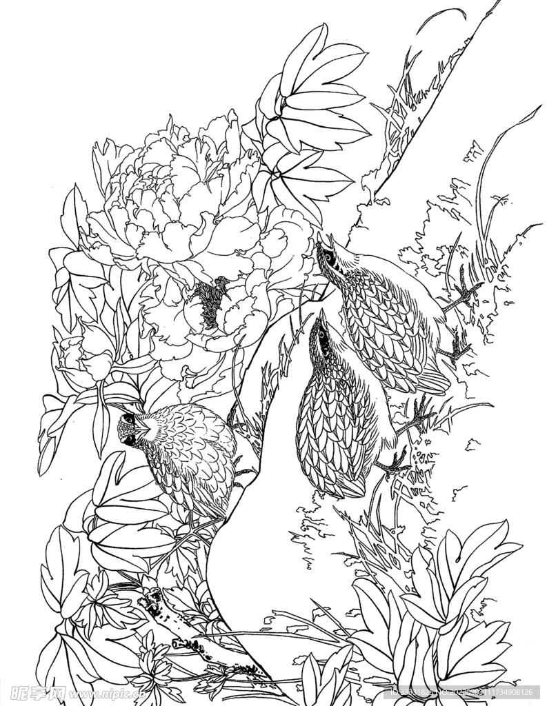 白描花卉